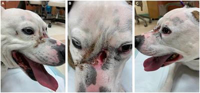 Case report: Management of generalized infection and draining tracts of the frontomaxillary region in a dog